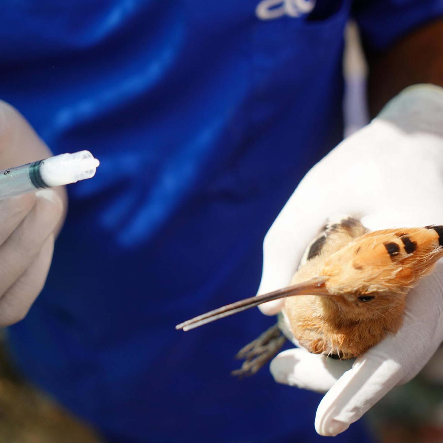 Nurturing Compassion for Our Animal Friends